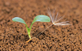 发芽嫩芽绿芽胚芽生长