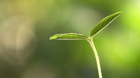 发芽嫩芽绿芽胚芽生长
