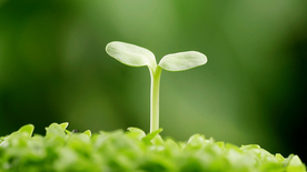 发芽嫩芽绿芽胚芽生长