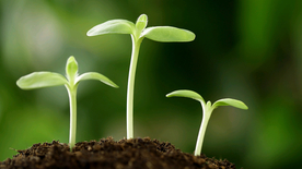 发芽嫩芽绿芽胚芽生长