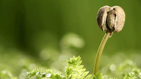 发芽嫩芽绿芽胚芽生长