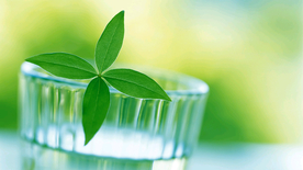 发芽嫩芽绿芽胚芽生长