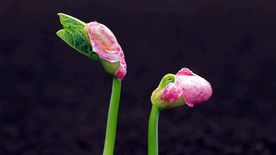 发芽嫩芽绿芽胚芽生长