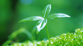 发芽嫩芽绿芽胚芽生长