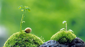 发芽嫩芽绿芽胚芽生长