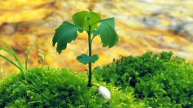 发芽嫩芽绿芽胚芽生长