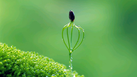 发芽嫩芽绿芽胚芽生长