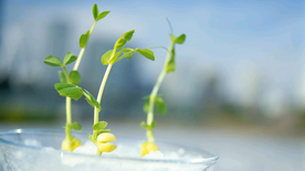 发芽嫩芽绿芽胚芽生长