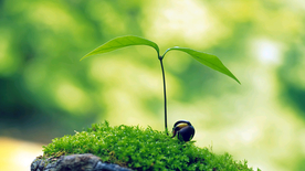 发芽嫩芽绿芽胚芽生长