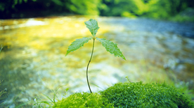 发芽嫩芽绿芽胚芽生长