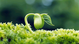 发芽嫩芽绿芽胚芽生长