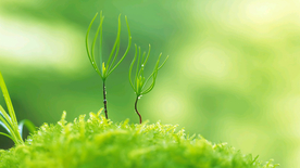 发芽嫩芽绿芽胚芽生长