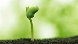 发芽嫩芽绿芽胚芽生长