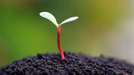 发芽嫩芽绿芽胚芽生长