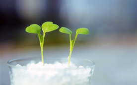 发芽嫩芽绿芽胚芽生长