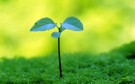 发芽嫩芽绿芽胚芽生长