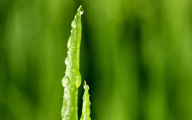 发芽嫩芽绿芽胚芽生长