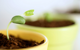 发芽嫩芽绿芽胚芽生长