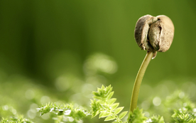 发芽嫩芽绿芽胚芽生长
