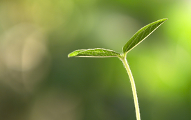 发芽嫩芽绿芽胚芽生长