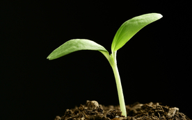 发芽嫩芽绿芽胚芽生长