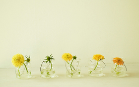 室内盆栽花草摆设搭配