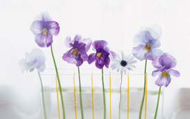 室内盆栽花草摆设搭配