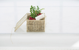 室内盆栽花草摆设搭配