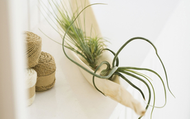 室内盆栽花草摆设搭配