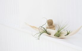 室内盆栽花草摆设搭配