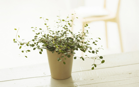 室内盆栽花草摆设搭配