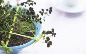 室内盆栽花草摆设搭配