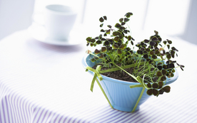 室内盆栽花草摆设搭配