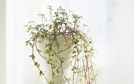 室内盆栽花草摆设搭配