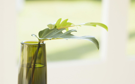 室内盆栽花草摆设搭配