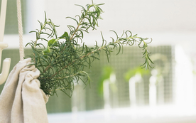 室内盆栽花草摆设搭配