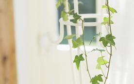 室内盆栽花草摆设搭配