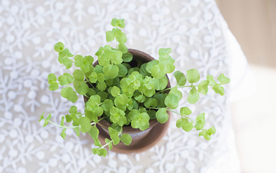 室内盆栽花草摆设搭配