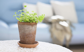 室内盆栽花草摆设搭配