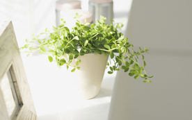 室内盆栽花草摆设搭配