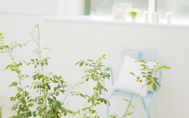 室内盆栽花草摆设搭配