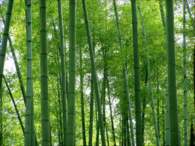 竹子竹叶竹海图片