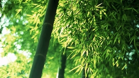 竹子竹叶竹海图片