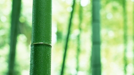 竹子竹叶竹海图片