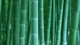 竹子竹叶竹海图片