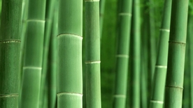 竹子竹叶竹海图片