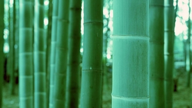 竹子竹叶竹海图片