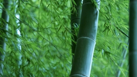 竹子竹叶竹海图片
