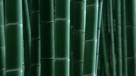 竹子竹叶竹海图片