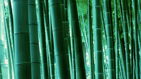 竹子竹叶竹海图片